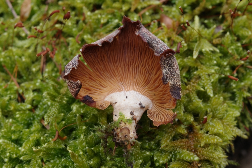 Panellus stipticus · March 2026 · photo: © vincent_b (iNaturalist, cc-by)
