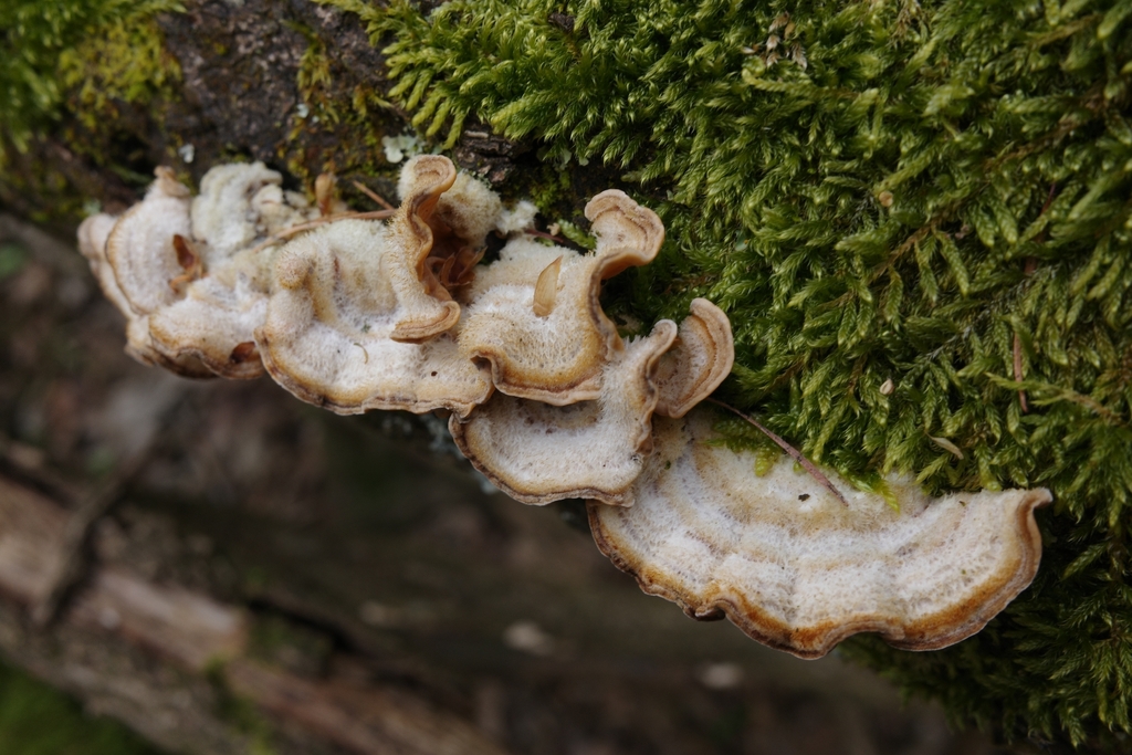 Stereum hirsutum · March 2026 · photo: © vincent_b (iNaturalist, cc-by)
