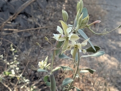 Cadaba fruticosa