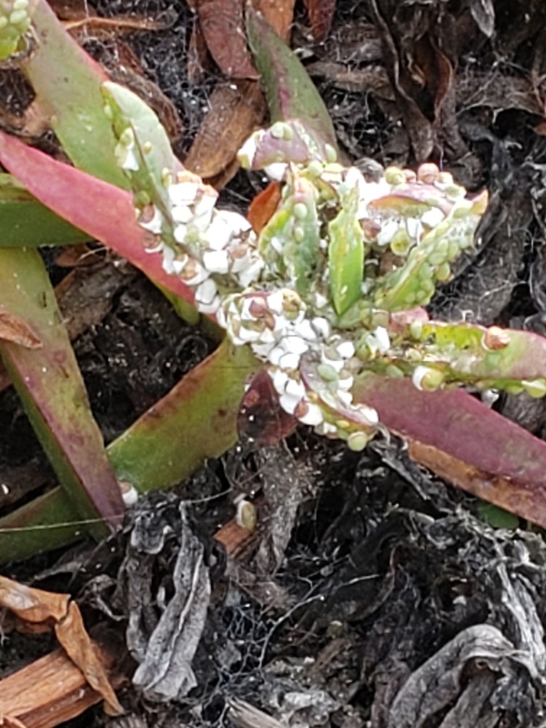 Ice plant scale from San Diego, California, United States on March 7 ...