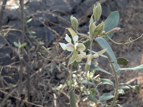 Cadaba fruticosa, photograph 1
