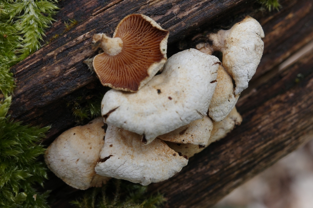 Panellus stipticus · March 2026 · photo: © vincent_b (iNaturalist, cc-by)
