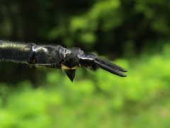 Somatochlora elongata