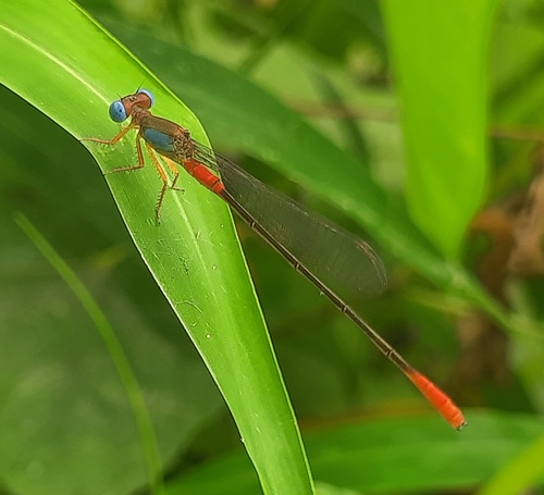 Orange-tailed Marsh Dart