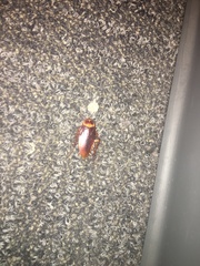 Periplaneta americana