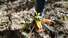 Clinopodium macrostemum