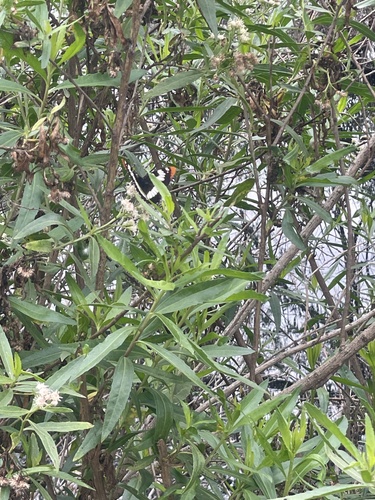 iNaturalist observation photo of Lorquin's Admiral