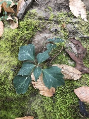 Pachysandra procumbens