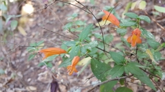 Clinopodium macrostemum