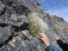 Astragalus ackermanii