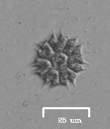 Hydrodictyaceae