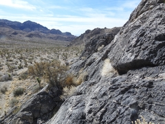 Astragalus ackermanii