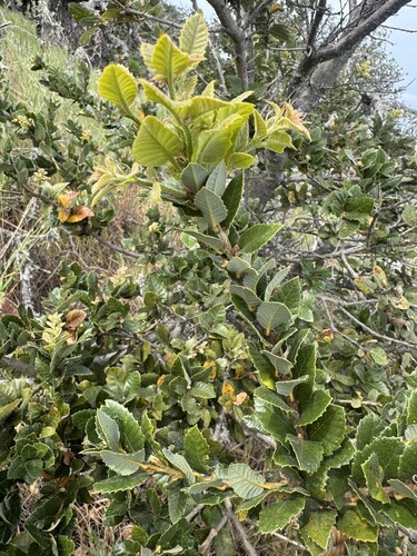 Island Live Oak (Quercus tomentella)