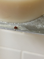 Gibbium aequinoctiale