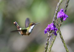 Lophornis adorabilis