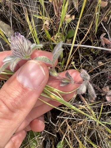double-head clover (Trifolium macraei)