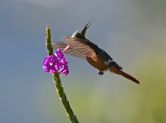 Lophornis adorabilis