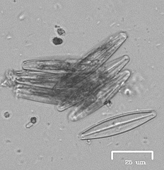 Naviculales