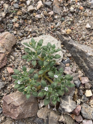 Eggleaf fiddleleaf (Nama pusilla)