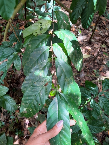 Funtumia elastica observed 2026-03-31