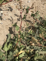 Rumex spinosus
