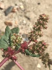 Rumex spinosus