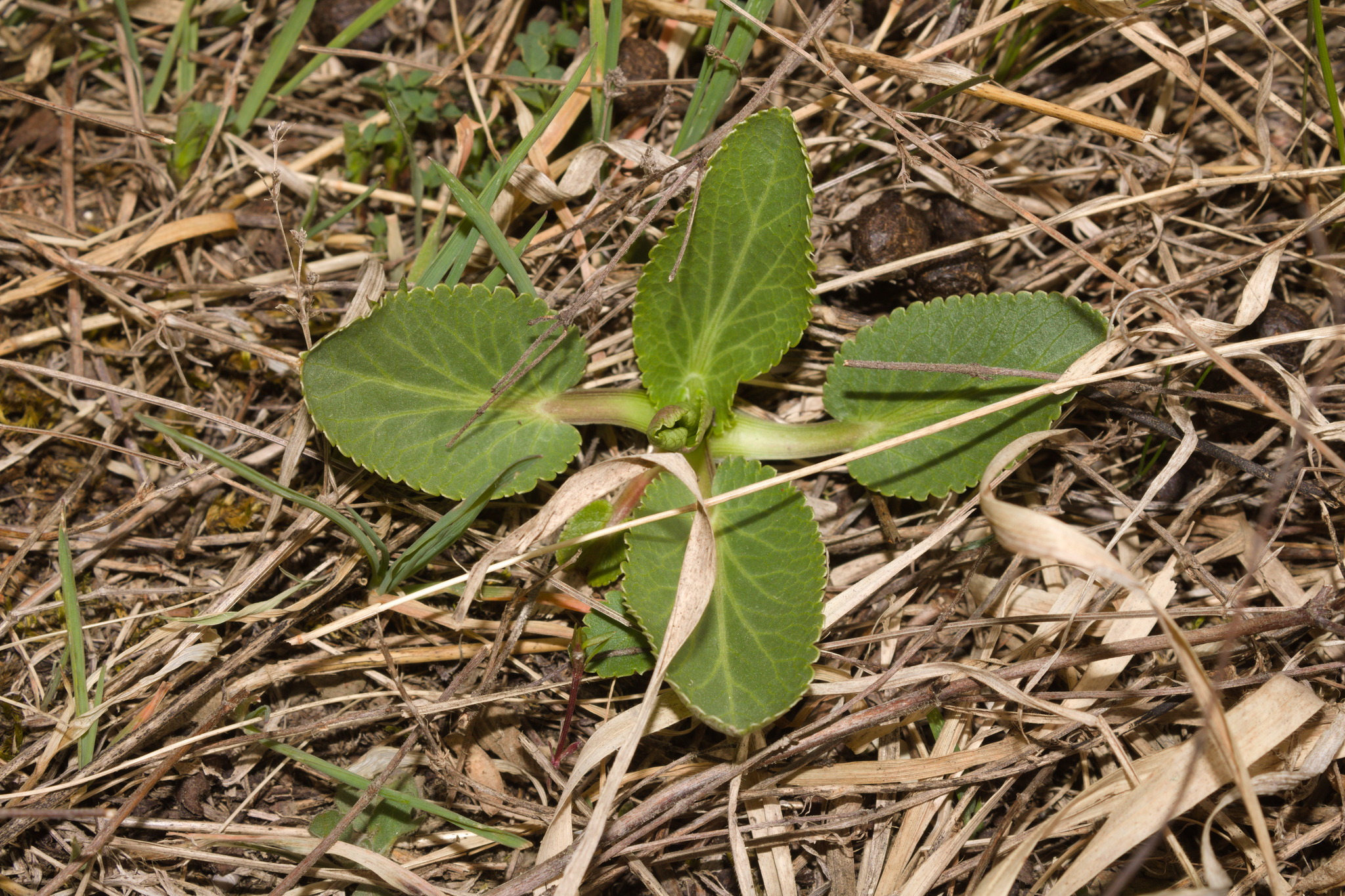 Plains Eryngo (Eryngium planum)