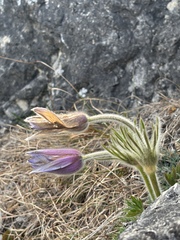 Pulsatilla halleri, photograph (c) Lukas Zangl, some rights reserved (CC BY)