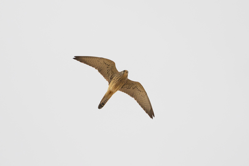 Lesser Kestrel photographed in Kuwait