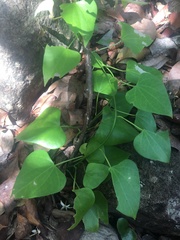Tinospora smilacina