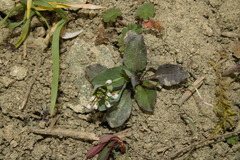 Noccaea perfoliata, photograph Bobo-X, CC BY, iNaturalist via GBIF