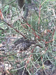 Hakea pachyphylla