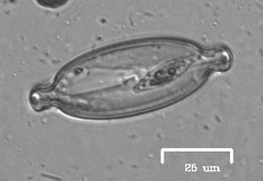 Naviculales