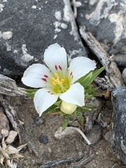 Linanthus demissus