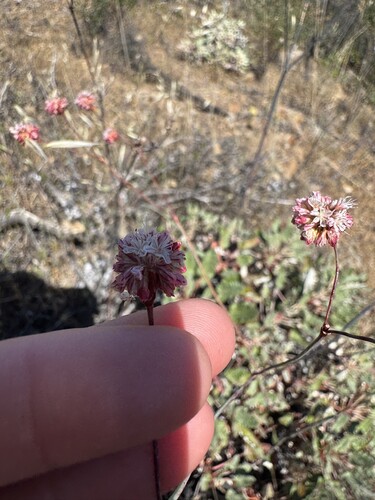 island buckwheat (Eriogonum grande)