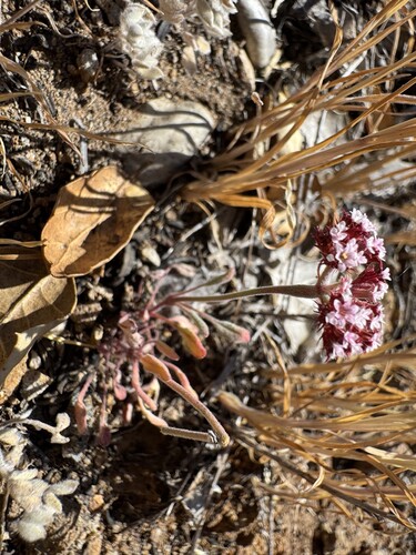 Wheeler's spineflower (Chorizanthe wheeleri)