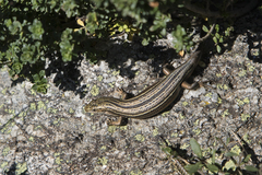 Pseudemoia pagenstecheri