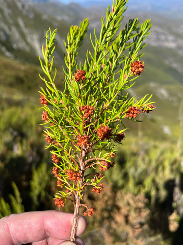 Cluster Heath (Erica conferta)