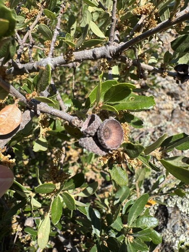 island scrub oak (Quercus pacifica)