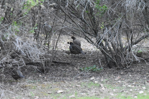 iNaturalist observation photo of California Quail