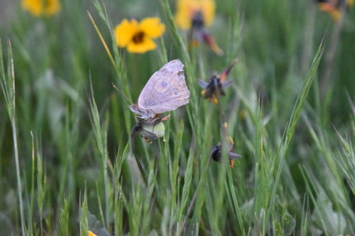 iNaturalist observation photo of Gray Buckeye