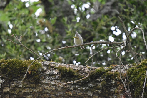 iNaturalist observation photo of Oak Titmouse