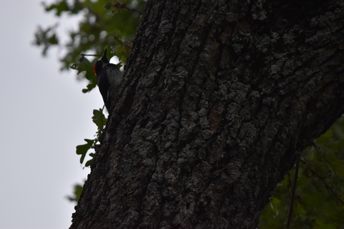 iNaturalist observation photo of Acorn Woodpecker