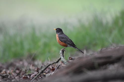 iNaturalist observation photo of American Robin