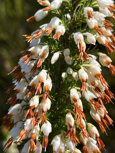 Paintbrush Heath (Erica penicilliformis)