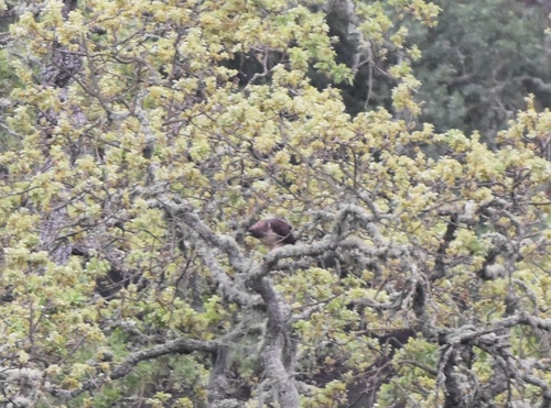 iNaturalist observation photo of Red-tailed Hawk