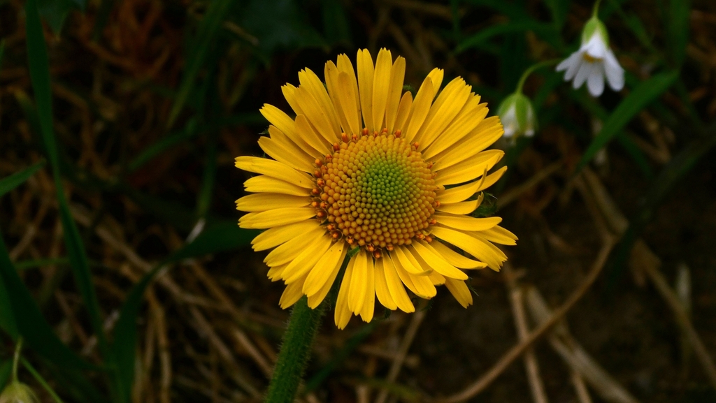 Doronicum plantagineum; photograph author not stated, no rights reserved