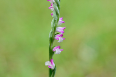 Spiranthes sinensis