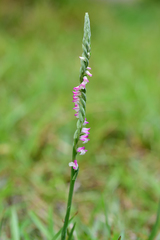 Spiranthes sinensis