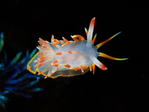 Venus Seaslug
